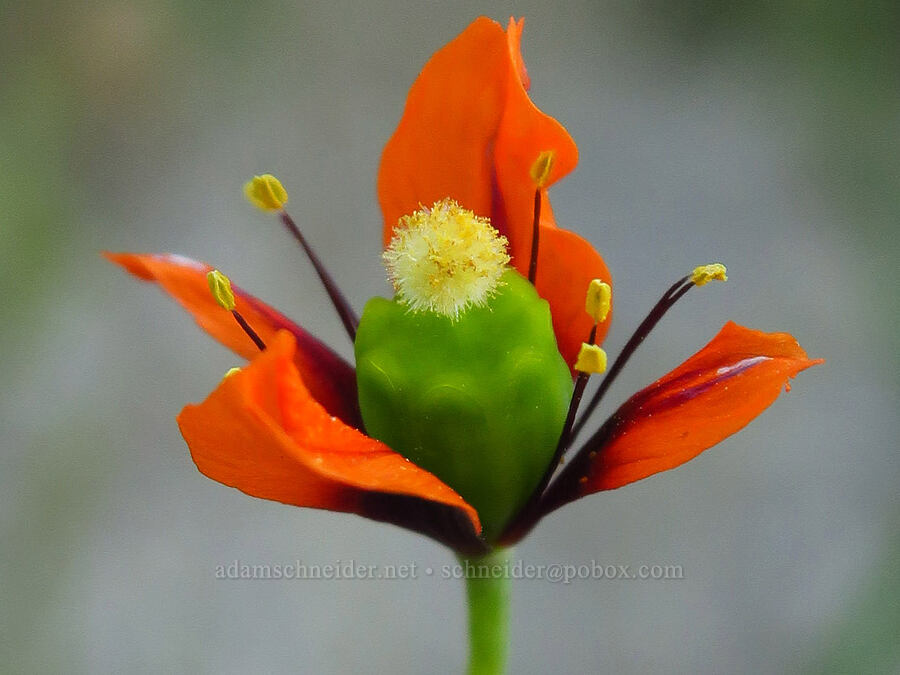 wind poppy (Papaver heterophyllum (Stylomecon heterophylla)) [Shell Creek Road, San Luis Obispo County, California]