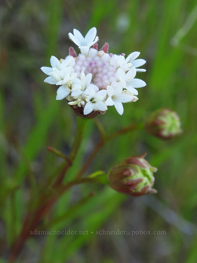 fleshy pincushion (?) (Chaenactis xantiana) [Shell Creek Road, San Luis Obispo County, California]