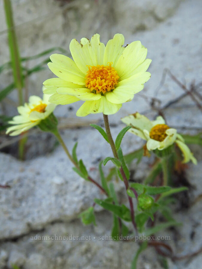 white layia with yellow petals (Layia glandulosa) [Shell Creek Road, San Luis Obispo County, California]