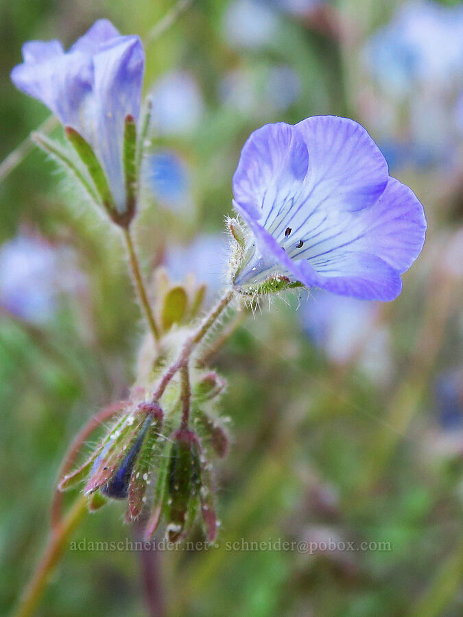 Douglas' phacelia (Phacelia douglasii) [Shell Creek Road, San Luis Obispo County, California]