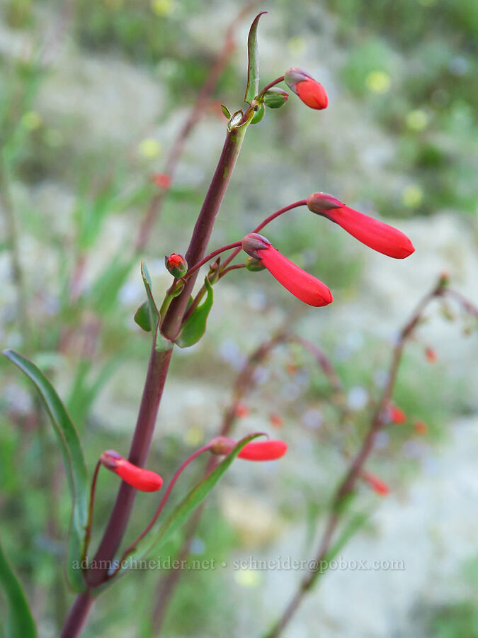 scarlet bugler (Penstemon centranthifolius) [Shell Creek Road, San Luis Obispo County, California]