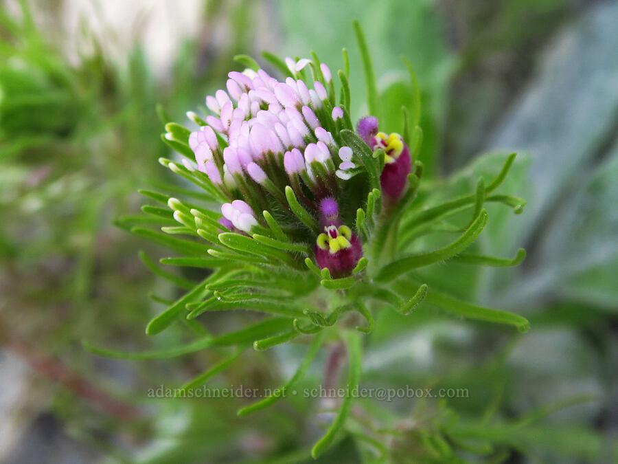 purple owl's-clover (Castilleja exserta var. exserta (Orthocarpus exsertus)) [Shell Creek Road, San Luis Obispo County, California]