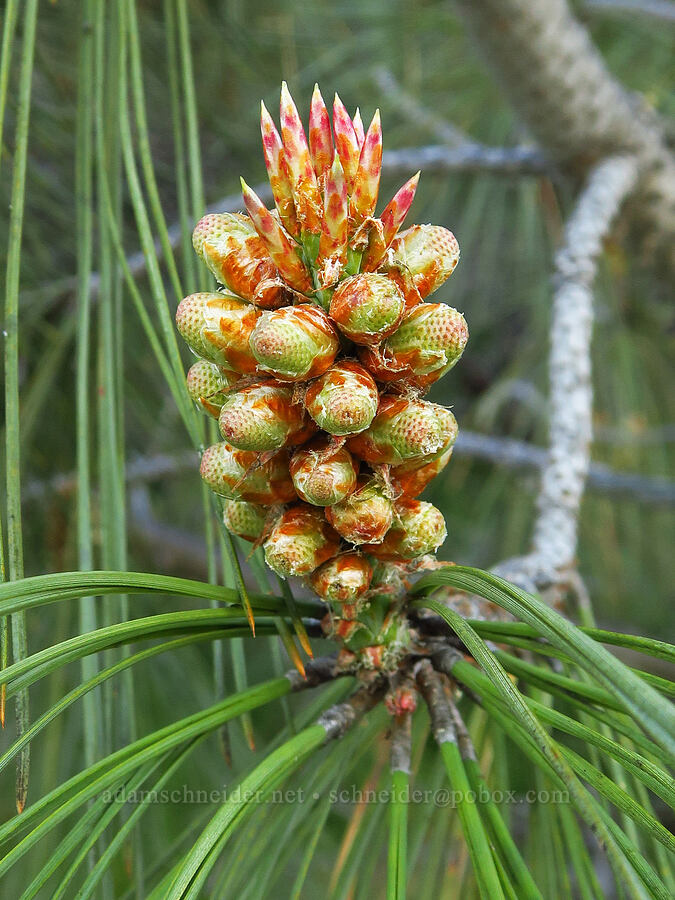 gray pine flowers (Pinus sabiniana) [Shell Creek Road, San Luis Obispo County, California]