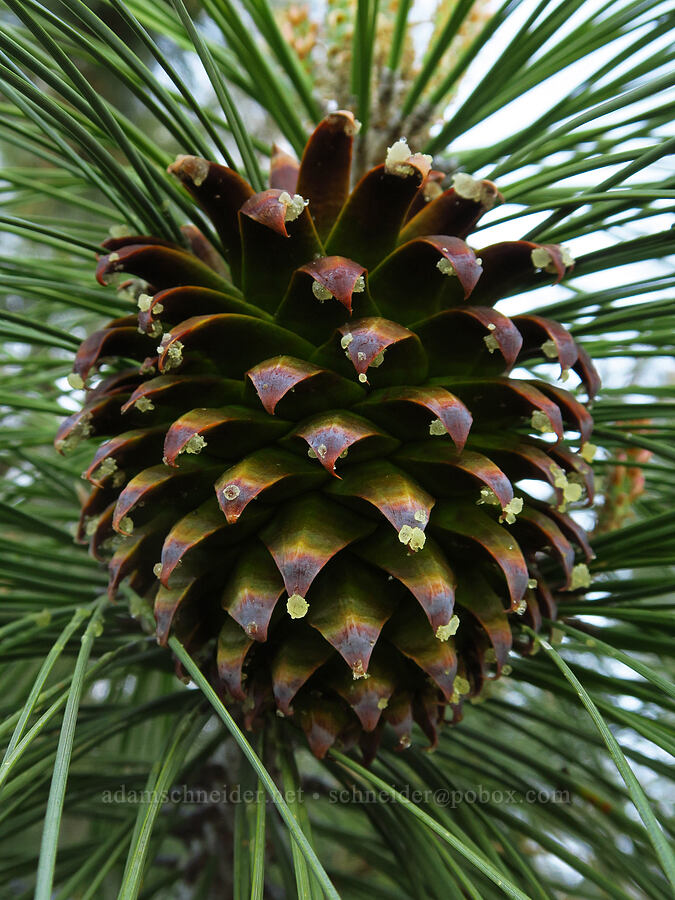 gray pine cone (Pinus sabiniana) [Shell Creek Road, San Luis Obispo County, California]