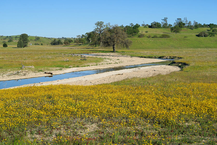 Shell Creek & wildflowers [Shell Creek Road, San Luis Obispo County, California]