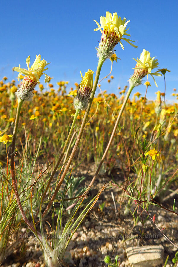 California desert-dandelion (Malacothrix californica) [Shell Creek Road, San Luis Obispo County, California]