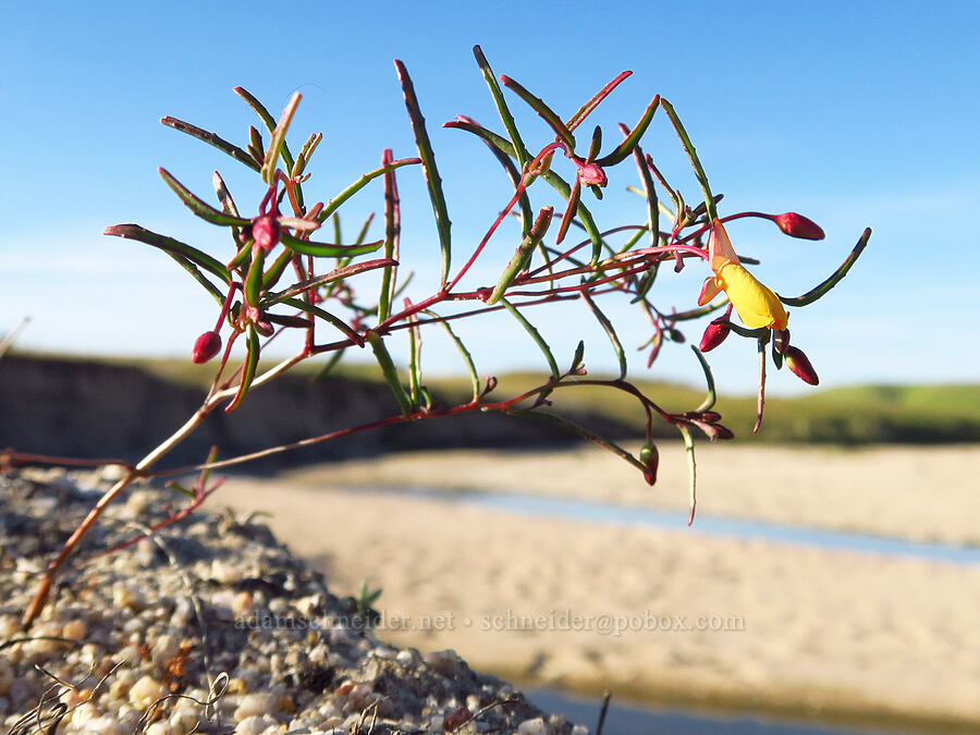 field sun-cup (Camissonia campestris) [Shell Creek Road, San Luis Obispo County, California]