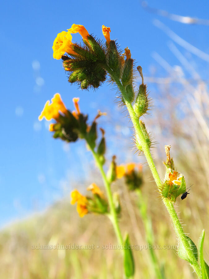 fiddleneck (Amsinckia sp.) [Shell Creek Road, San Luis Obispo County, California]