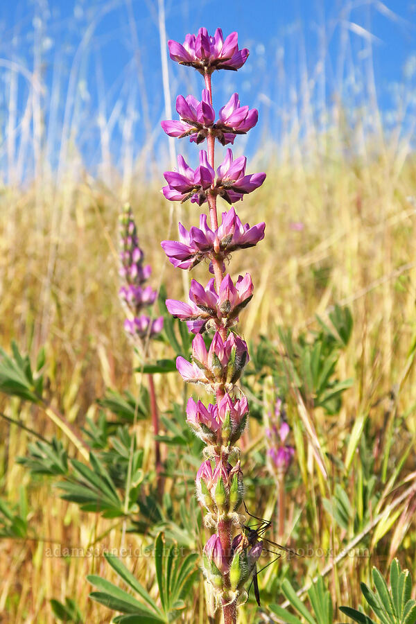 chick lupine (Lupinus microcarpus) [Shell Creek Road, San Luis Obispo County, California]