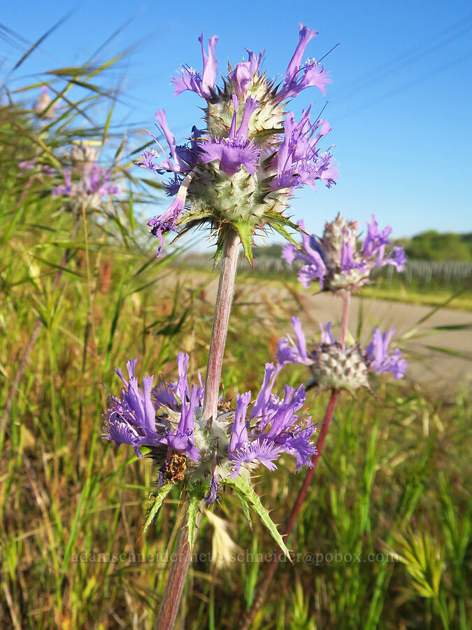 thistle sage (Salvia carduacea) [Shandon San Juan Road, San Luis Obispo County, California]