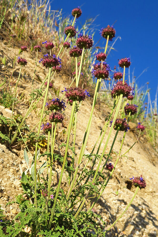 chia sage (Salvia columbariae) [Shandon San Juan Road, San Luis Obispo County, California]