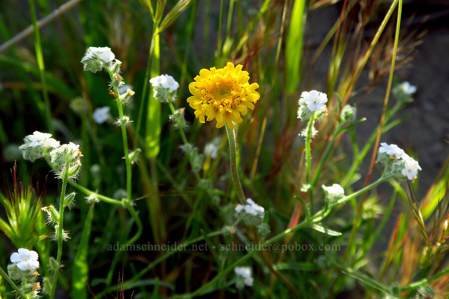 yellow pincushion & cryptantha (Chaenactis glabriuscula, Cryptantha sp.) [Shandon San Juan Road, San Luis Obispo County, California]