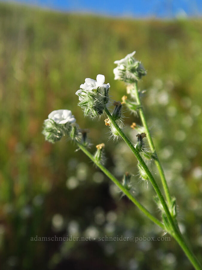 weak-stem cryptantha (Cryptantha flaccida) [Shandon San Juan Road, San Luis Obispo County, California]