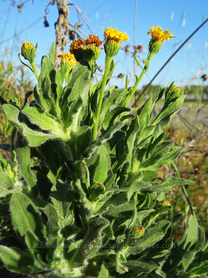 telegraph-weed (Heterotheca grandiflora) [Shandon San Juan Road, San Luis Obispo County, California]