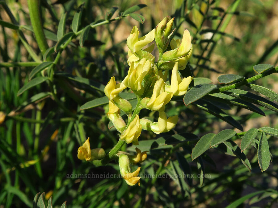 Douglas' milk-vetch (Astragalus douglasii) [Shandon San Juan Road, San Luis Obispo County, California]