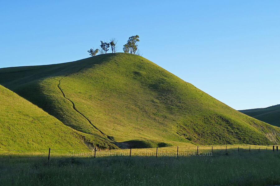 green hills above Shedd Canyon [Highway 41, San Luis Obispo County, California]