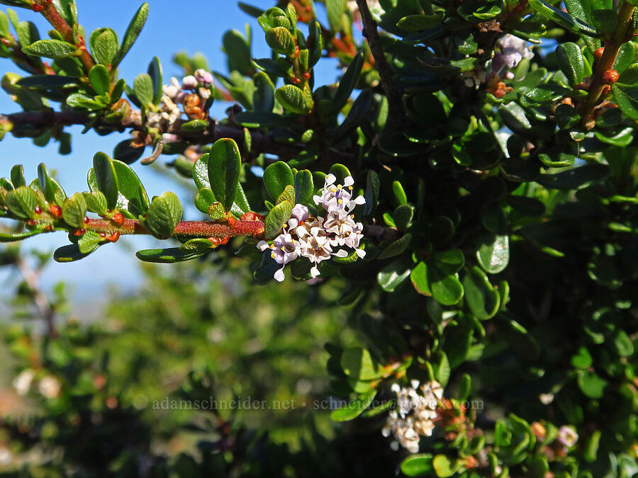 sand buck-brush (Ceanothus cuneatus var. fascicularis) [Elfin Forest Natural Area, San Luis Obispo County, California]