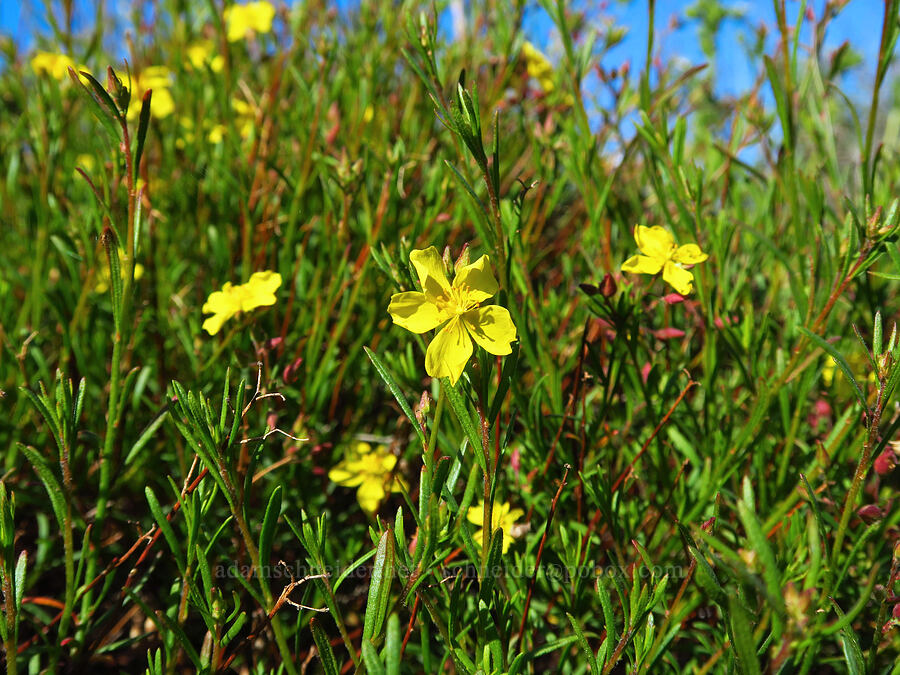 peak rock-rose (Crocanthemum scoparium) [Elfin Forest Natural Area, San Luis Obispo County, California]