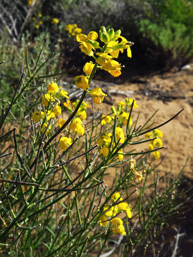 shrubby wallflower (Erysimum suffrutescens) [Elfin Forest Natural Area, San Luis Obispo County, California]