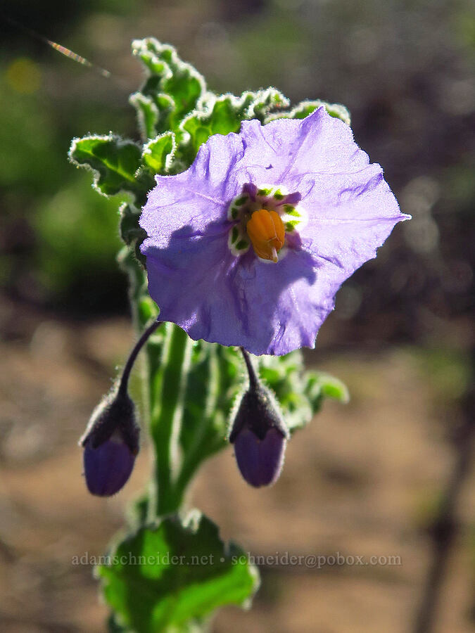 chapparal nightshade (Solanum xanti) [Elfin Forest Natural Area, San Luis Obispo County, California]