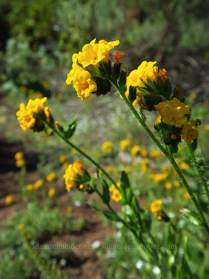 fiddleneck (Amsinckia sp.) [Elfin Forest Natural Area, San Luis Obispo County, California]