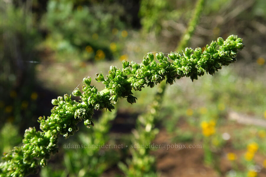 California goose-foot (Blitum californicum (Chenopodium californicum)) [Elfin Forest Natural Area, San Luis Obispo County, California]