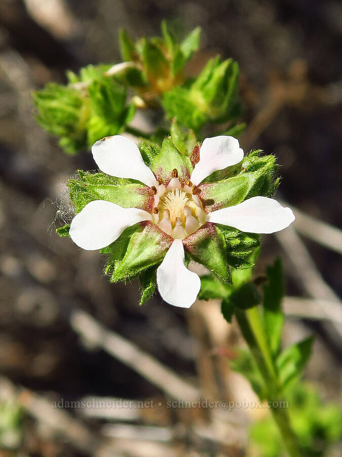 wedge-leaf horkelia (Horkelia cuneata) [Elfin Forest Natural Area, San Luis Obispo County, California]