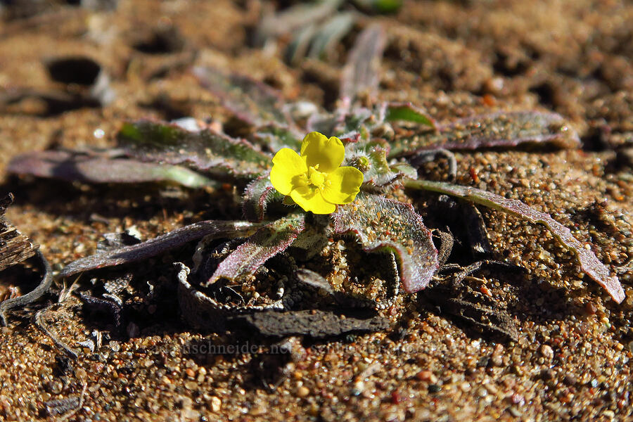 small sun-cup (Camissoniopsis sp. (Camissonia sp.)) [Elfin Forest Natural Area, San Luis Obispo County, California]