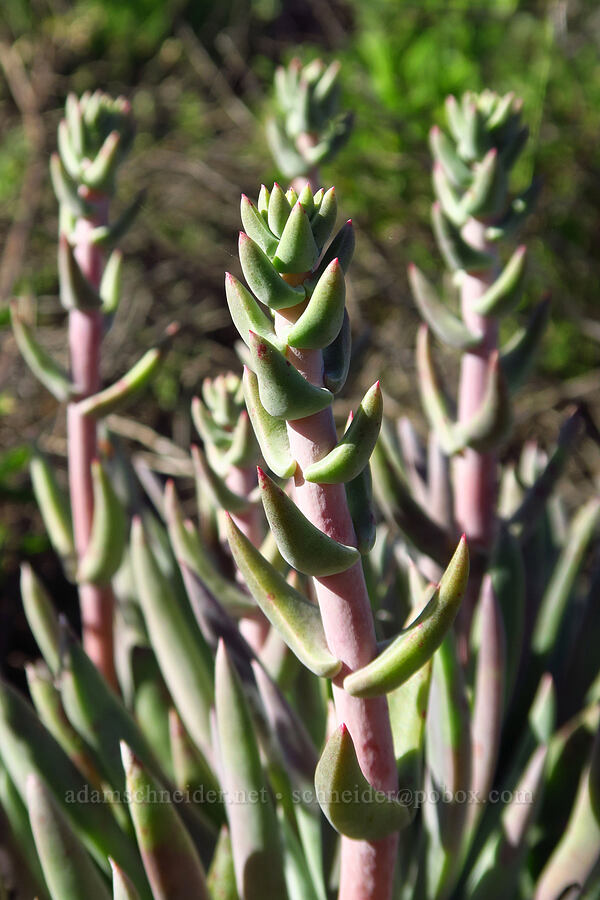 lance-leaf live-forever (Dudleya lanceolata) [Elfin Forest Natural Area, San Luis Obispo County, California]