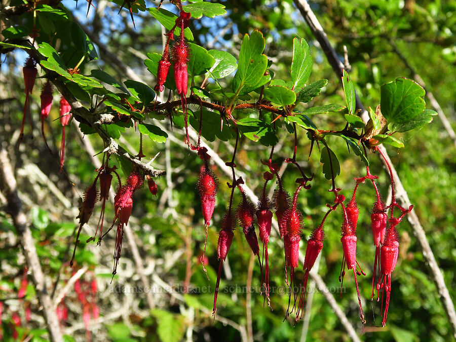 fuchsia-flowered gooseberry (Ribes speciosum) [Elfin Forest Natural Area, San Luis Obispo County, California]