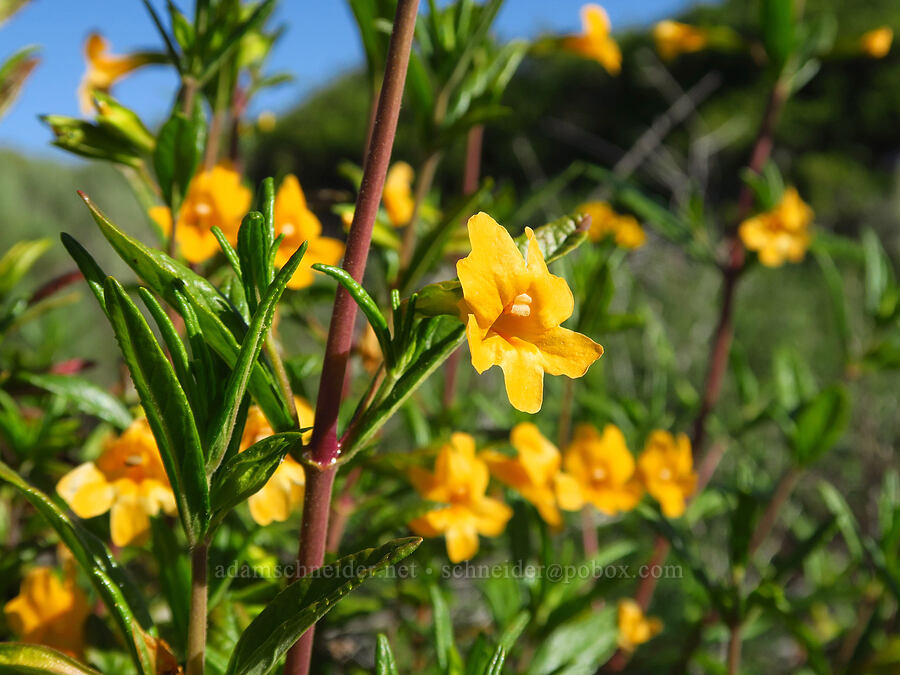 sticky bush monkeyflower (Diplacus aurantiacus (Mimulus aurantiacus)) [Elfin Forest Natural Area, San Luis Obispo County, California]