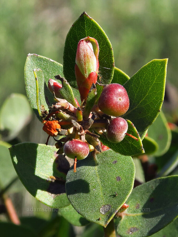 Morro manzanita (Arctostaphylos morroensis) [Elfin Forest Natural Area, San Luis Obispo County, California]