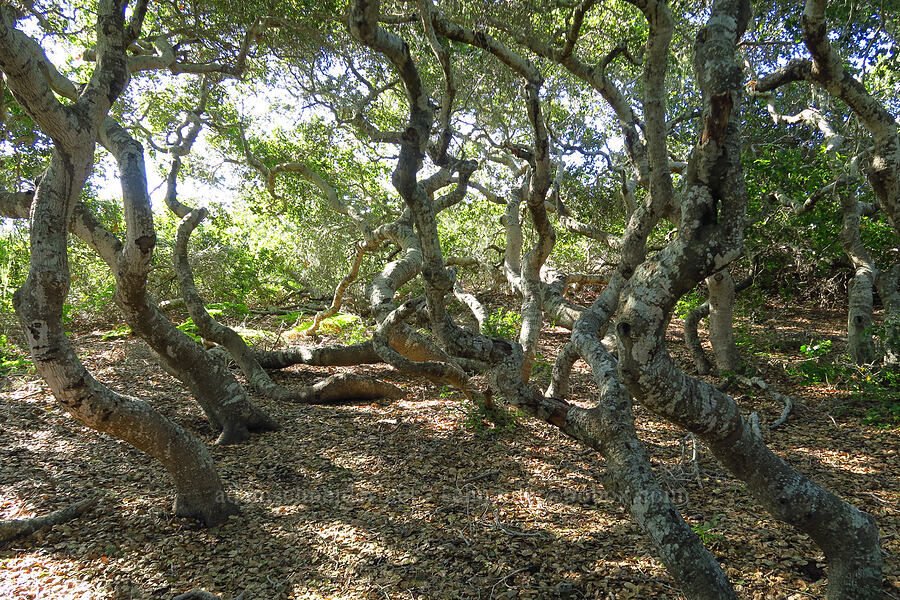 coast live oaks (Quercus agrifolia) [Elfin Forest Natural Area, San Luis Obispo County, California]