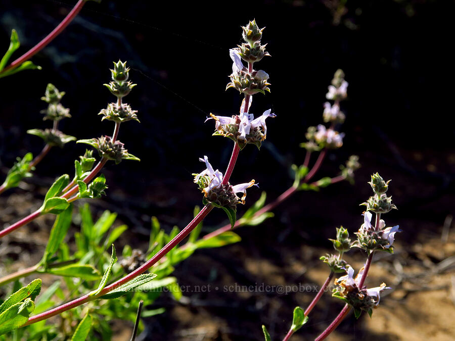 black sage (Salvia mellifera) [Elfin Forest Natural Area, San Luis Obispo County, California]