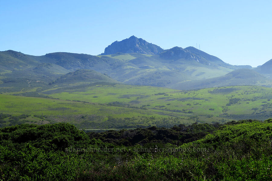 Hollister Peak [Elfin Forest Natural Area, San Luis Obispo County, California]