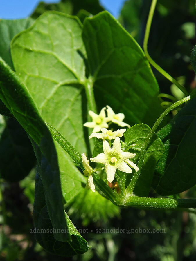 California man-root (Marah fabacea (Marah fabaceus)) [Elfin Forest Natural Area, San Luis Obispo County, California]