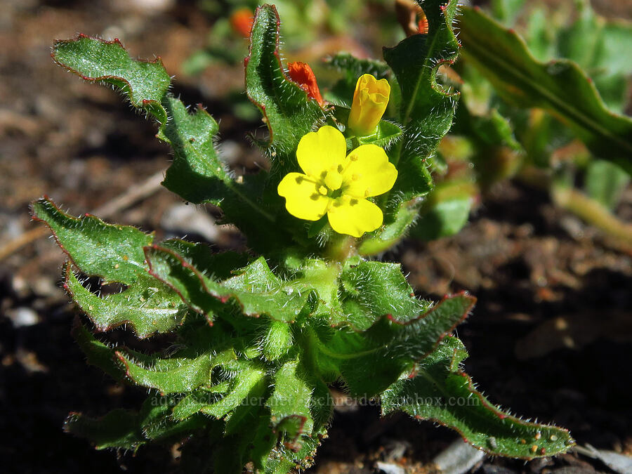 miniature sun-cup (Spencer primrose) (Camissoniopsis micrantha (Camissonia micrantha)) [Elfin Forest Natural Area, San Luis Obispo County, California]