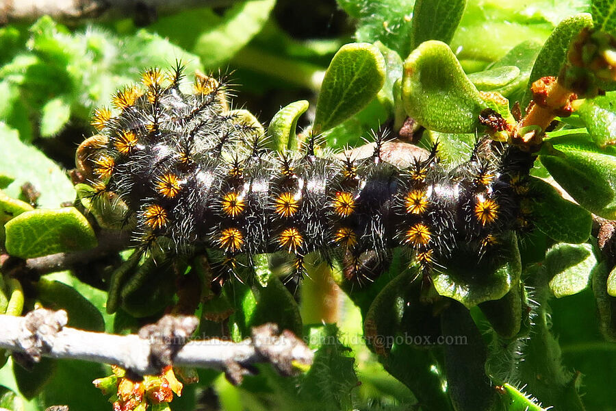 western sheep moth caterpillar (Hemileuca eglanterina) [Elfin Forest Natural Area, San Luis Obispo County, California]