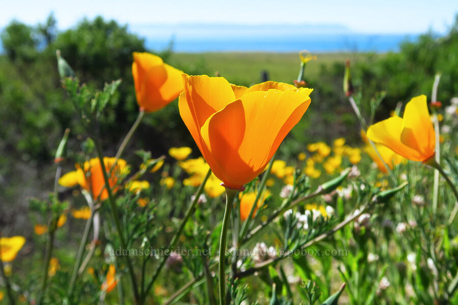 California poppies (Eschscholzia californica) [Estero Bluffs State Park, San Luis Obispo County, California]