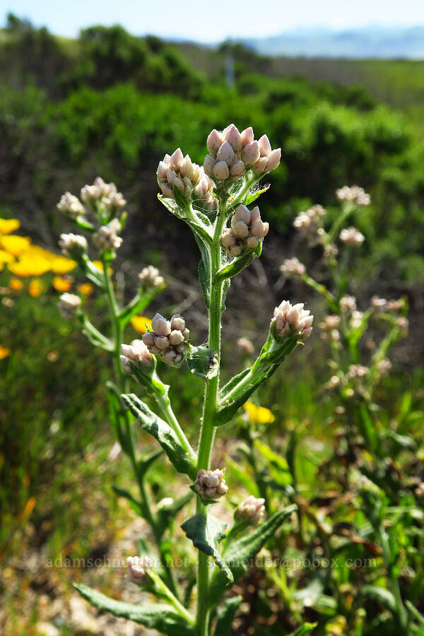 California cudweed (Pseudognaphalium californicum (Gnaphalium californicum)) [Estero Bluffs State Park, San Luis Obispo County, California]