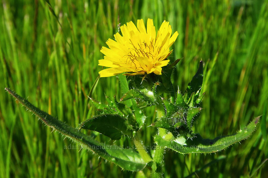 bristly ox-tongue (Helminthotheca echioides) [Estero Bluffs State Park, San Luis Obispo County, California]