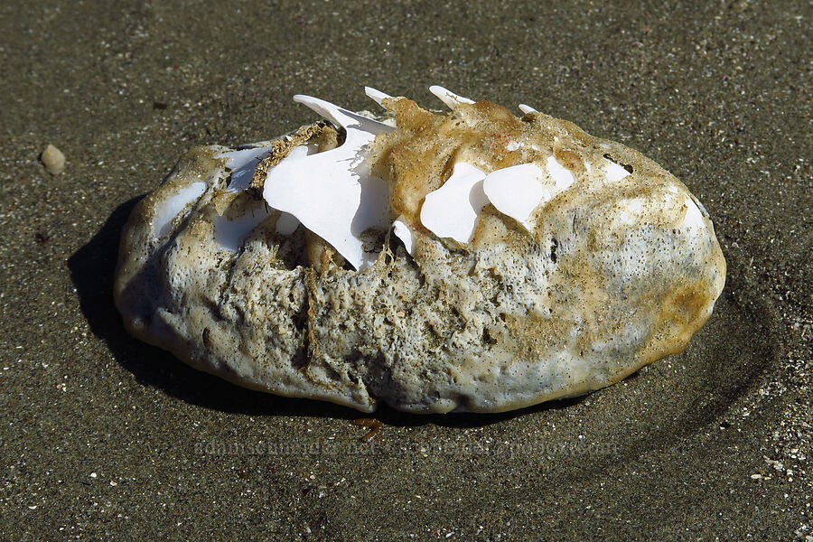 dead gumboot chiton (Cryptochiton stelleri) [Estero Bluffs State Park, San Luis Obispo County, California]