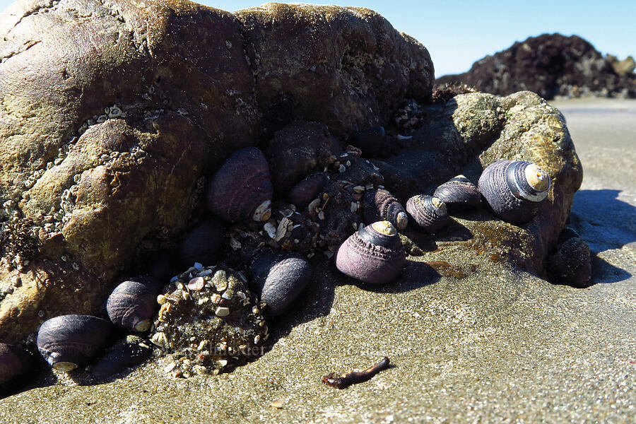 black turban snails (Tegula funebralis (Chlorostoma funebralis)) [Estero Bluffs State Park, San Luis Obispo County, California]