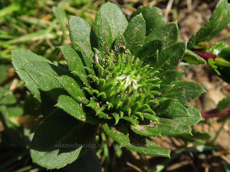 coastal gumweed, budding (Grindelia stricta var. platyphylla) [Fiscalini Ranch Preserve, Cambria, San Luis Obispo County, California]