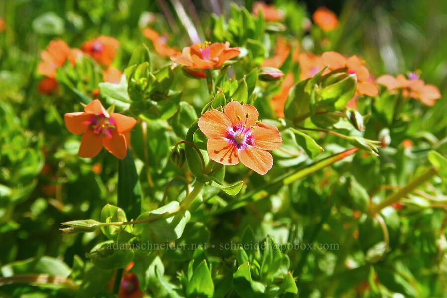 scarlet pimpernel (Anagallis arvensis (Lysimachia arvensis)) [Fiscalini Ranch Preserve, Cambria, San Luis Obispo County, California]