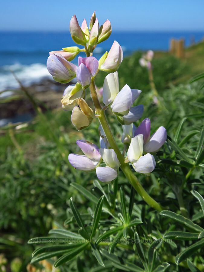 coastal bush lupine (Lupinus arboreus) [Fiscalini Ranch Preserve, Cambria, San Luis Obispo County, California]