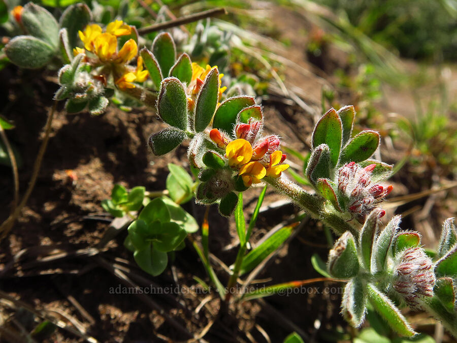 deer-vetch (which?) (Acmispon sp. (Lotus sp.)) [Fiscalini Ranch Preserve, Cambria, San Luis Obispo County, California]