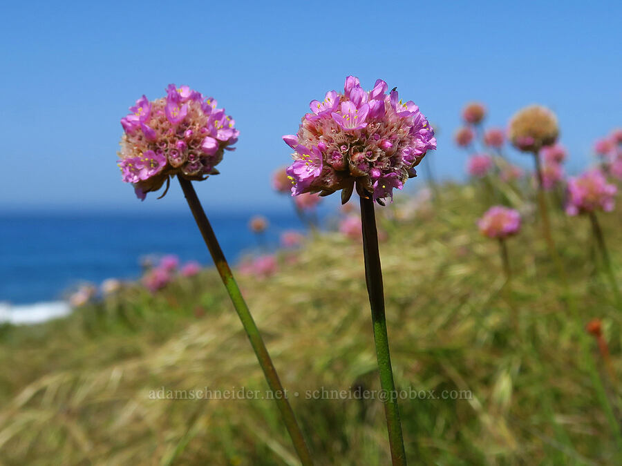 sea-thrift (sea-pink) (Armeria maritima) [Fiscalini Ranch Preserve, Cambria, San Luis Obispo County, California]