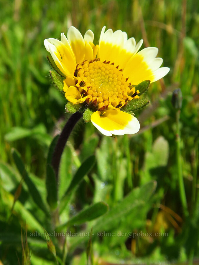 coastal tidy-tips (Layia platyglossa) [Fiscalini Ranch Preserve, Cambria, San Luis Obispo County, California]