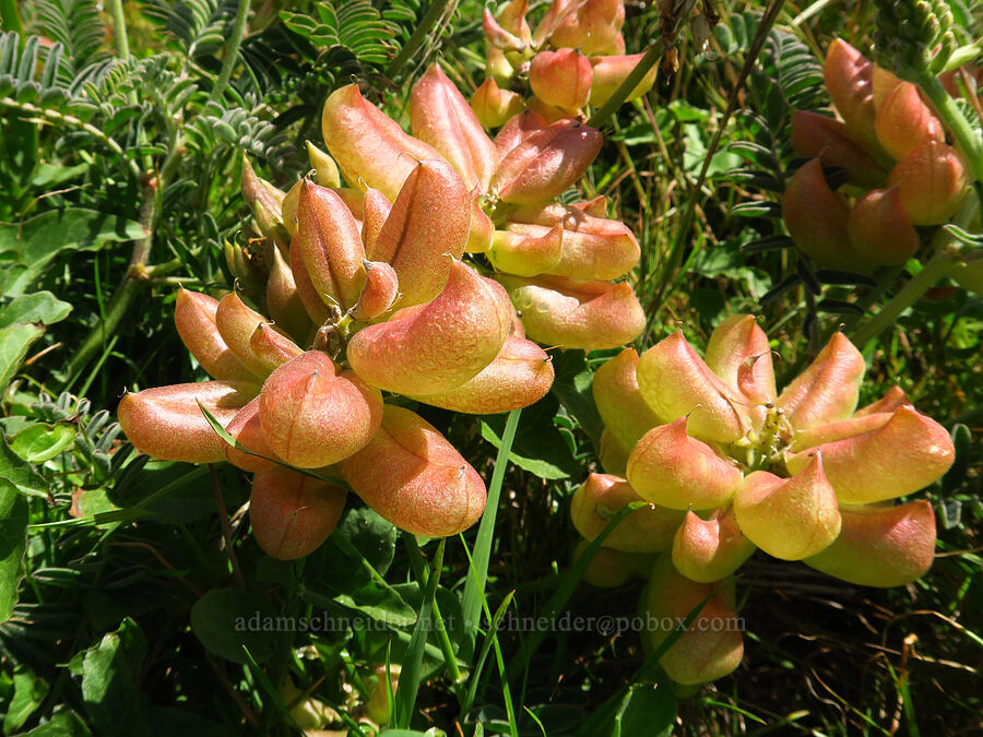 Nuttall's milk-vetch (Astragalus nuttallii) [Fiscalini Ranch Preserve, Cambria, San Luis Obispo County, California]